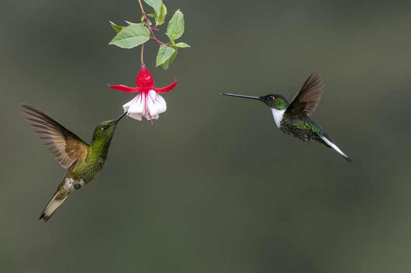 Buff-tailed Coronet and Collared Inca