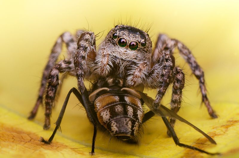 скакун паук осень муха жертва еда пища хелицеры  Трапеза photo preview