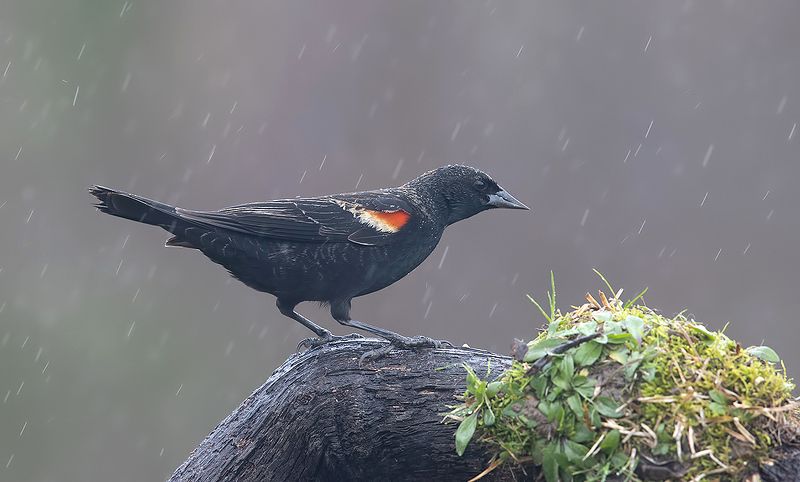 Red-winged Blackbird - Красноплечий чёрный трупиал