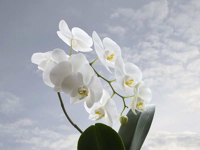 Орхидея фаленопсис Афродита на фоне неба