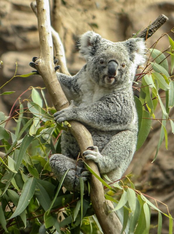 Koala