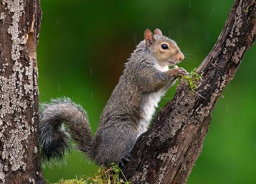 Gray squirrel - Каролинская белка