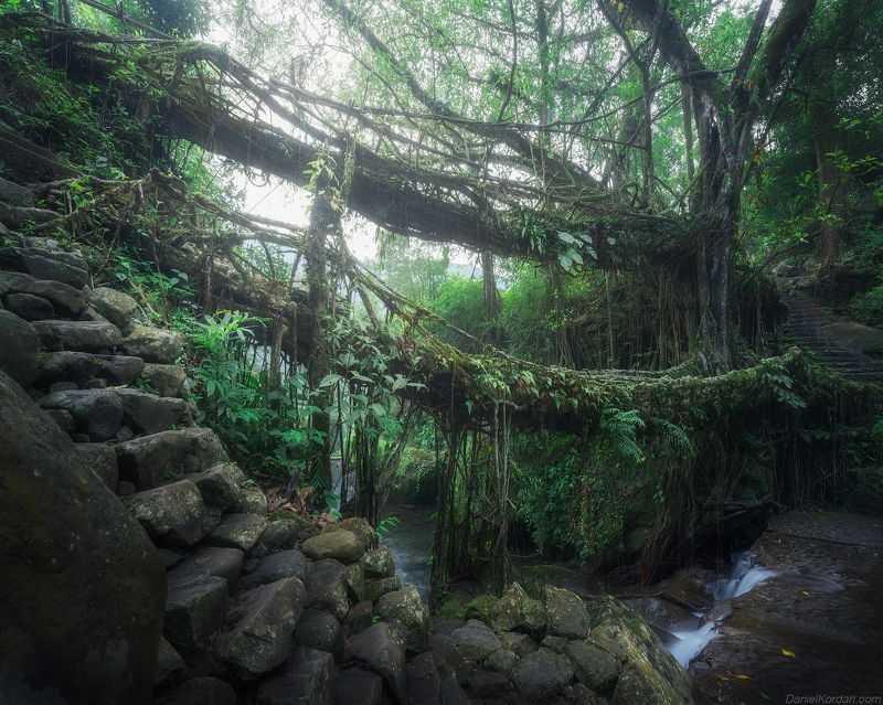 Living root  bridges of Meghalaya