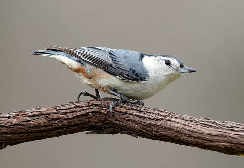 White-breasted nuthatch.  Каролинский поползень