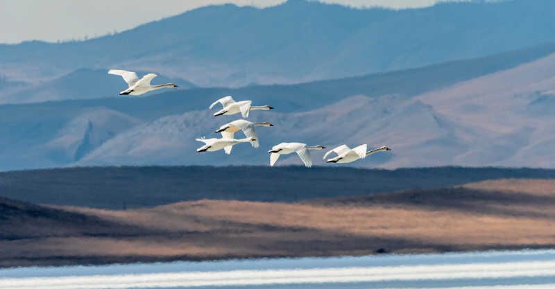 Тундровые лебеди над озером Улуг Коль Хакасия