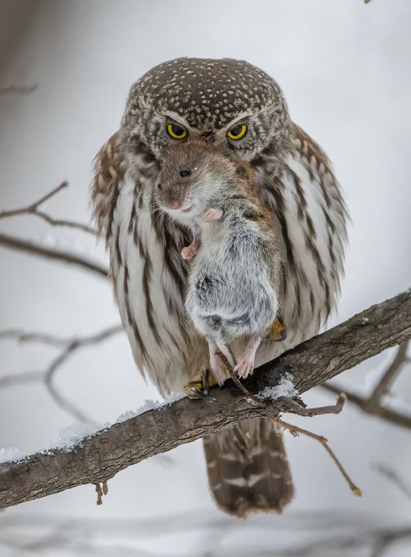 Настоящий хищник