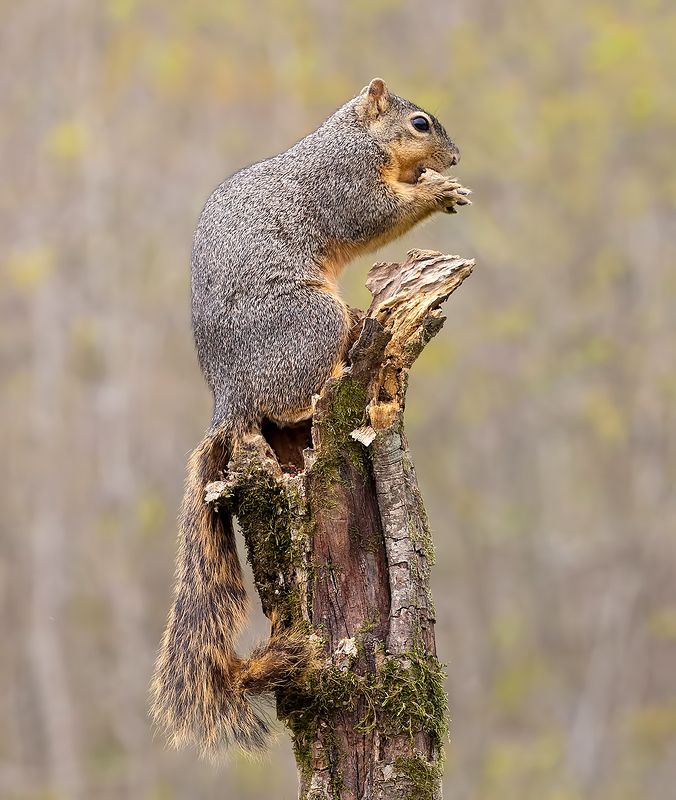 Fox Squirrel  - Лисья Белка