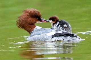 Большой крохаль (лат. Mergus merganser).