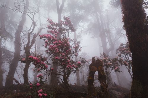 Пробиваясь сквозь лесной туман