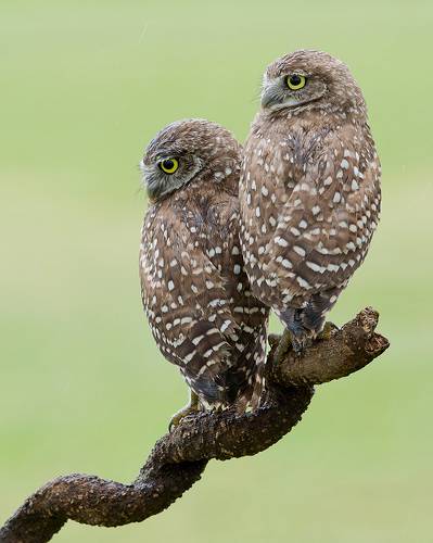 Burrowing Owlet - Сычики