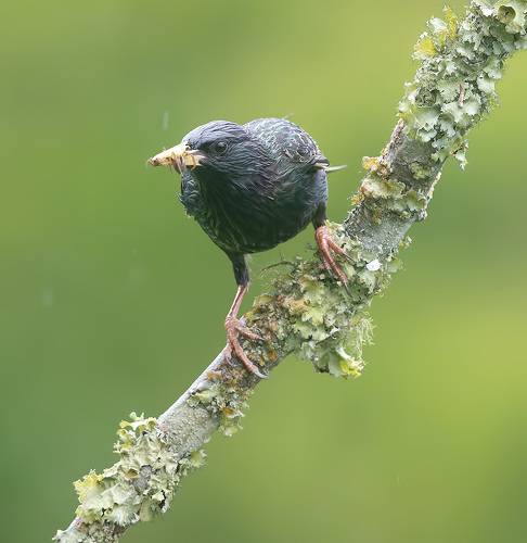 European Starling - Обыкновенный скворец
