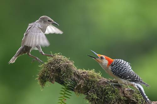 European Starling + Red-bellied Woodpecker