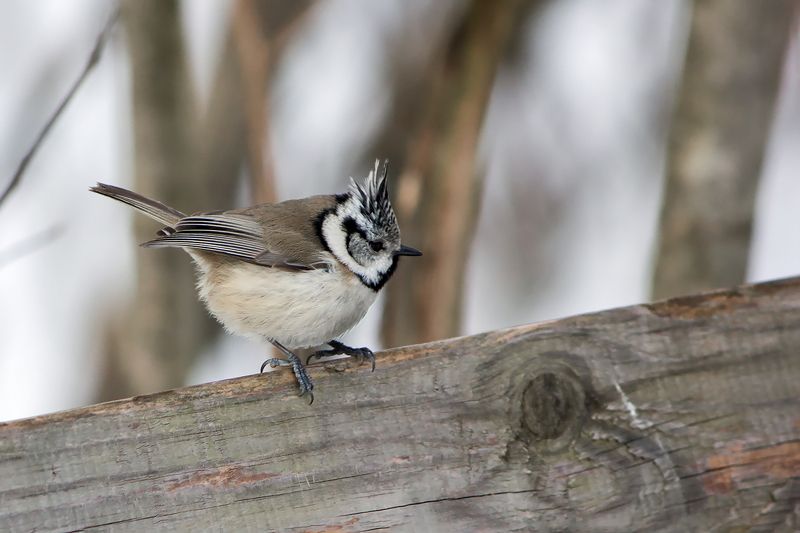 Гренадерка (Lophophanes cristatus).