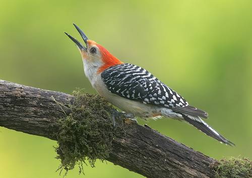 Red-bellied Woodpecker. male Каролинский меланерпес