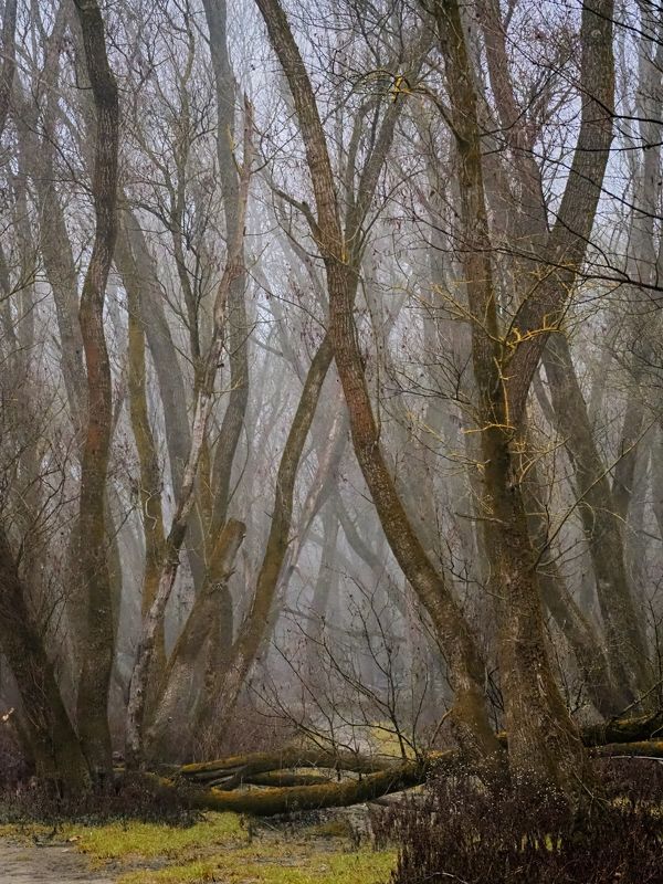 Misty forest 7