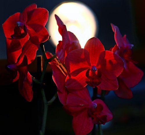 Лунные Орхидеи!