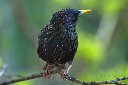European starling,Обыкновенный скворец - Sturnus vulgaris