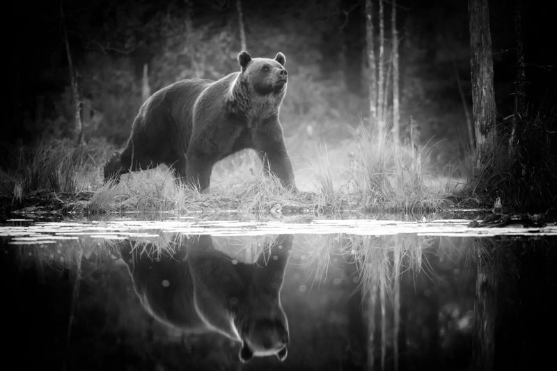 Bear with reflectionphoto preview