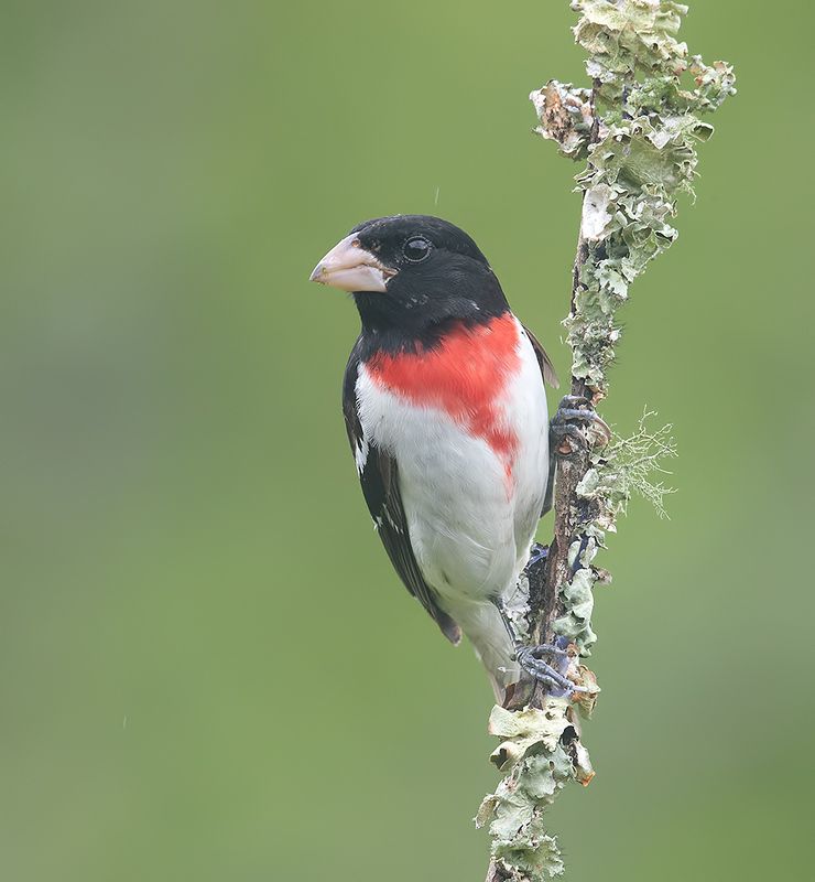 Rose-breasted Grosbeak. male - Красногрудый дубоносовый кардинал