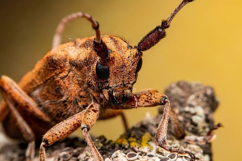 Inconito Beetle