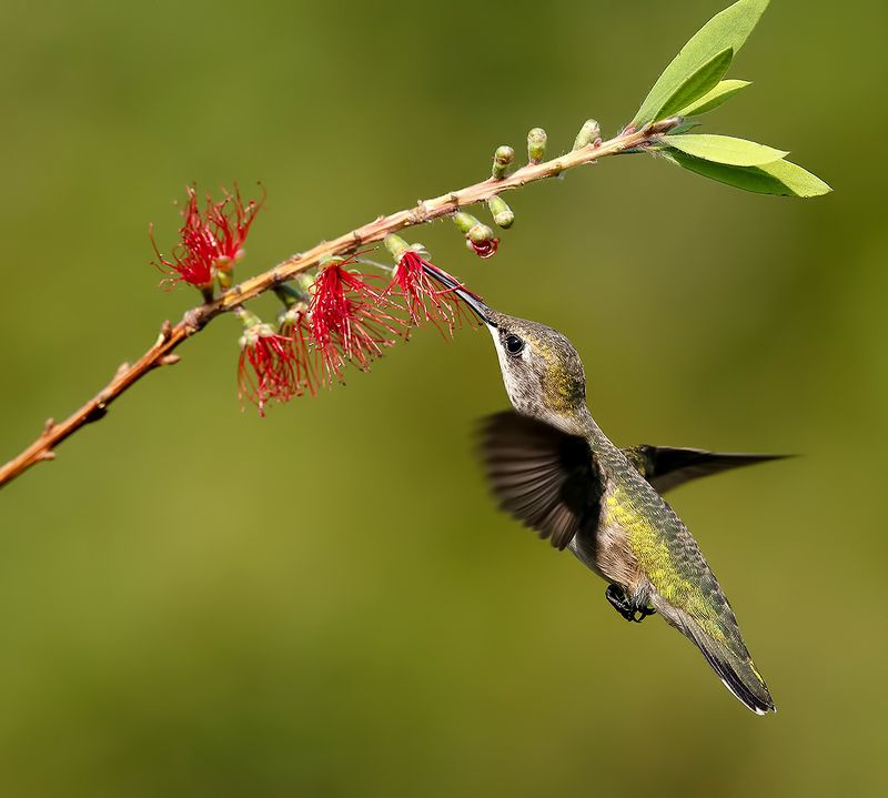 Ruby-throated Hummingbird.  С Днем Орнитолога!