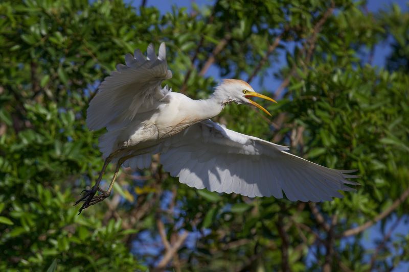 Little egret 