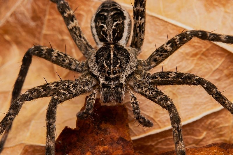 Face to face with Dolomedes scriptus