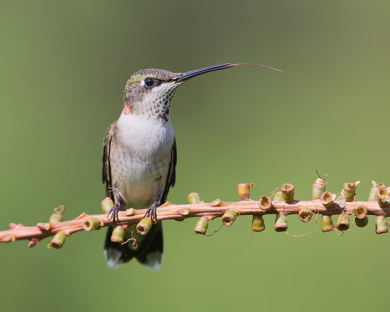 Hummingbird with tongue -Колибри с язычком