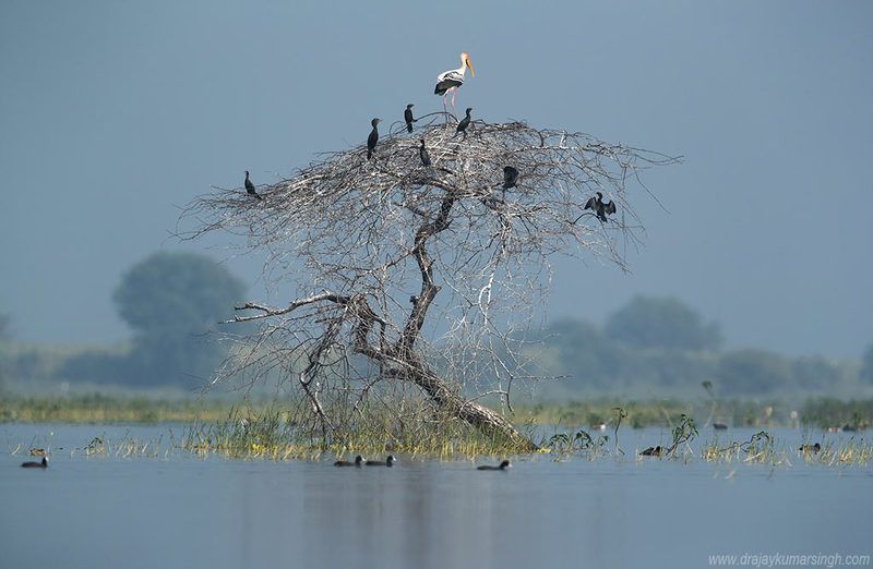 Painted stork and little cormorants