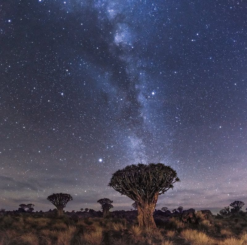 Алоев лес, Млечный путь, Намибия Звездное небо Намибииphoto preview
