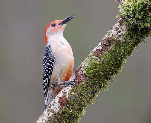 Red-bellied Woodpecker male - Каролинский меланерпес