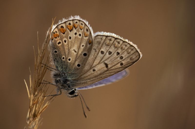 Blue butterfly