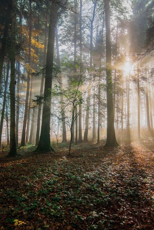 switzerland, forest, sun, fog, autumn Magic Fores 2photo preview