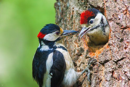 Great spotted woodpecker feeding young