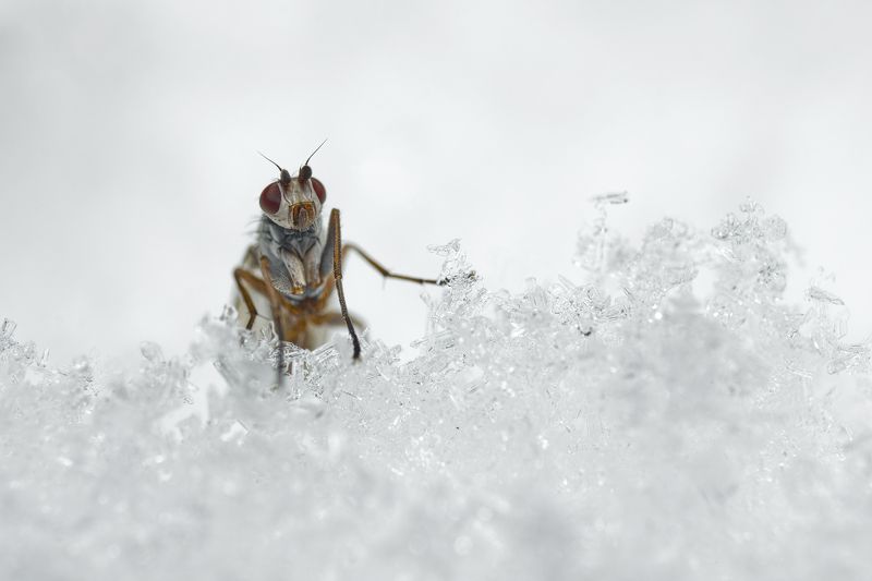 Fly on the snow