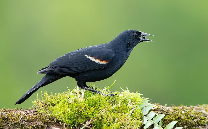 Red-winged Blackbird -Красноплечий чёрный трупиал