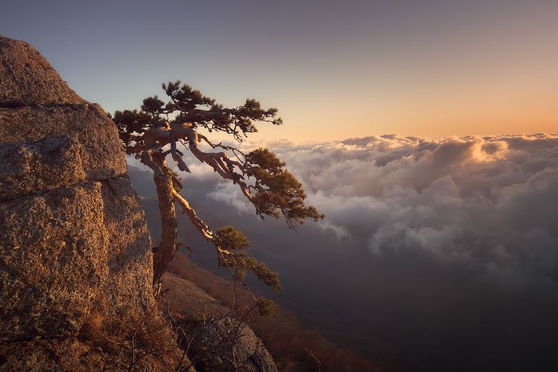 Crimean pine