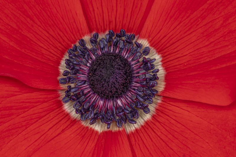anemone flower
