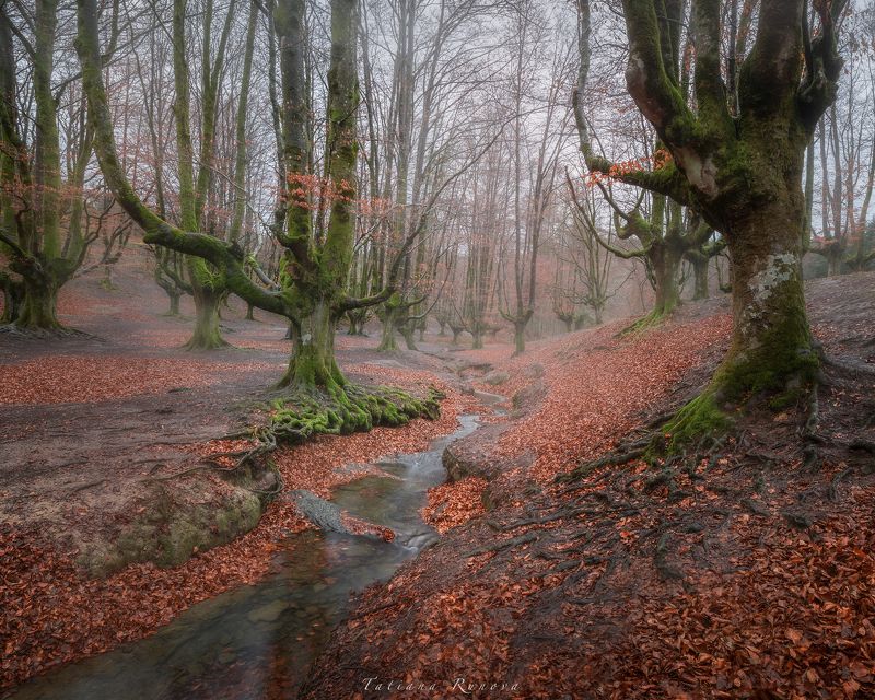 Волшебный лес, окутанный утренним туманом.... Испания