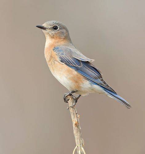 Eastern Bluebird female -Восточная сиалия. самка