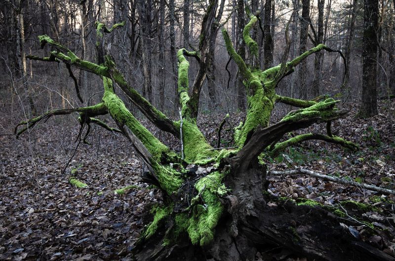 Зеленый монстр в осеннем лесу