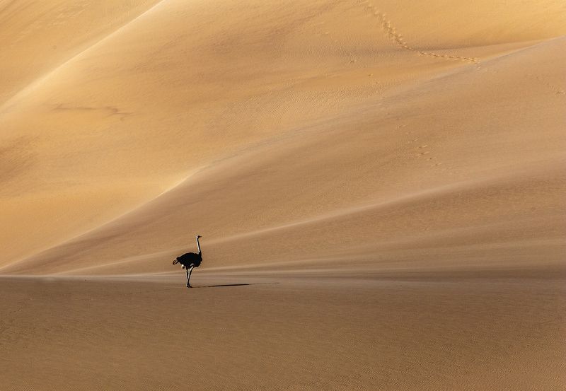 Многоликая пустыня Намиб