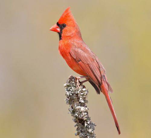 Northern Cardinal. male - Красный кардинал, самец