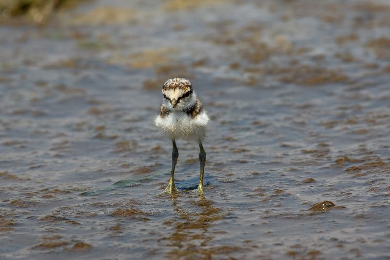 Charadrius dubius 