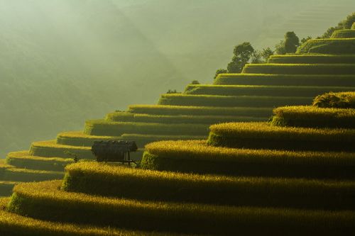 Terraces rice field in vietnam