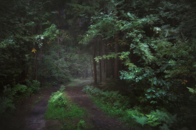 Дорога в туманном лесу