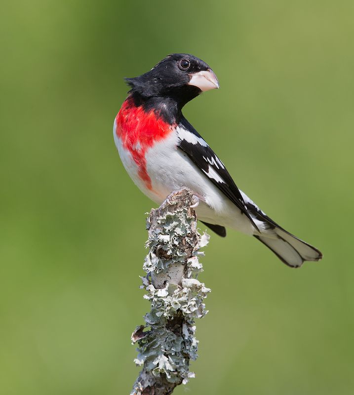 Rose-breasted Grosbeak - Красногрудый дубоносовый кардинал
