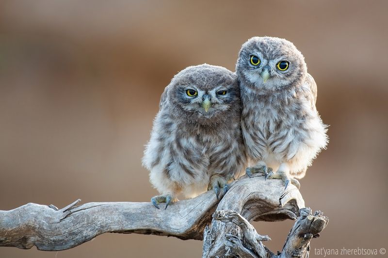 Young Little Owls