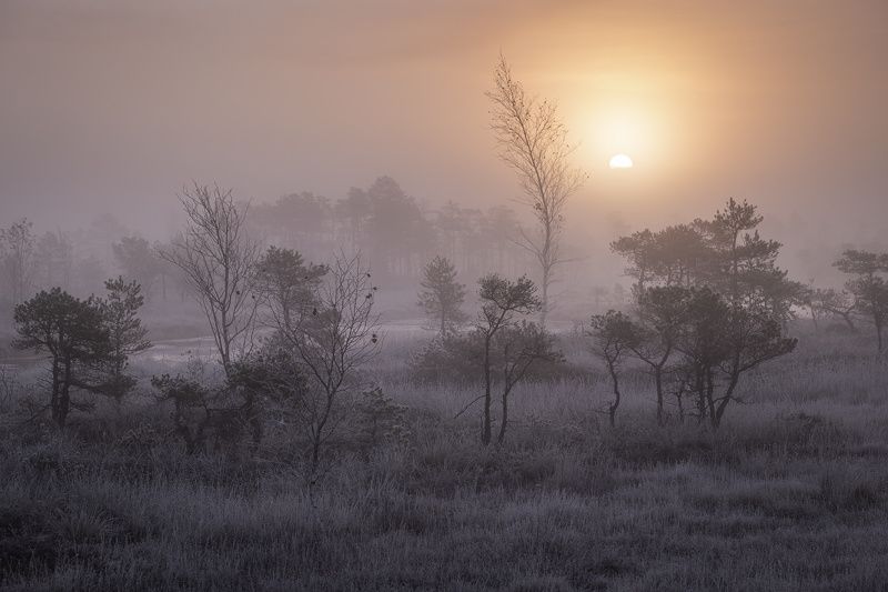 Sunrise on bog