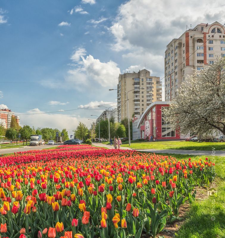 Белгород в тюльпанах